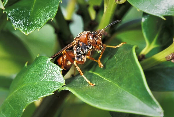Paper wasp expelling water after heavy rain (Polistes sp)