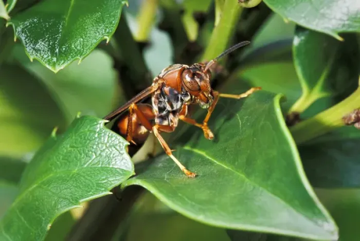 Framed Print : Paper wasp expelling water after heavy rain (Polistes sp) Framed Print : Paper wasp expelling water after heavy rain (Polistes sp)