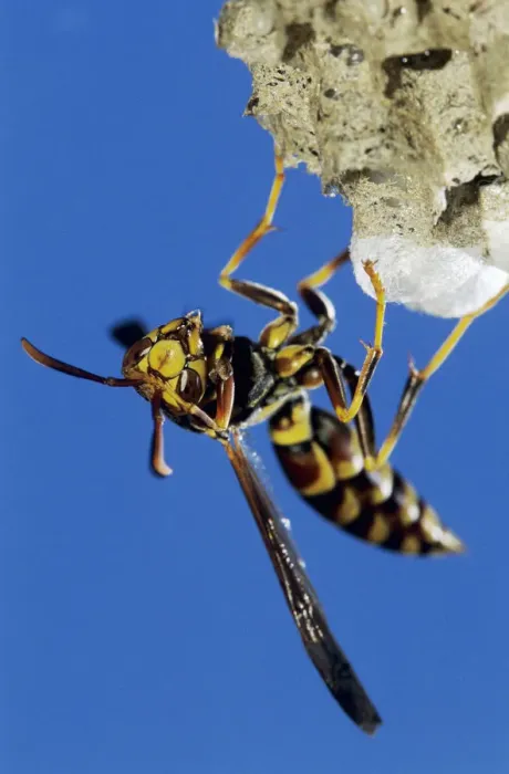 Framed Print : Paper Wasp, Polistes sp. adult on nest, Lake Corpus Christi, Texas, USA, May 2003 Framed Print : Paper Wasp, Polistes sp. adult on nest, Lake Corpus Christi, Texas, USA, May 2003