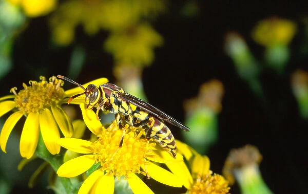 Paper Wasp Polistes sp. Southern Texas