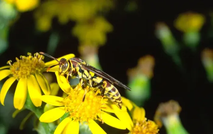 Framed Print : Paper Wasp Polistes sp. Southern Texas
