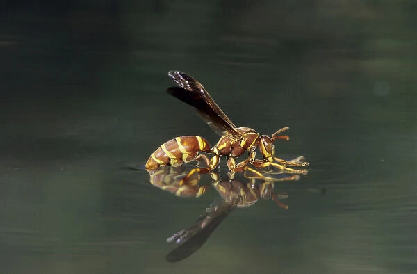 Paper Wasp, Polistes sp. wasp drinking from water surface, Welder Wildlife Refuge