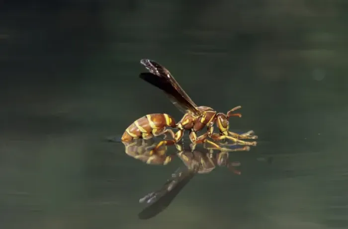 Framed Print : Paper Wasp, Polistes sp. wasp drinking from water surface, Welder Wildlife Refuge Framed Print : Paper Wasp, Polistes sp. wasp drinking from water surface, Welder Wildlife Refuge