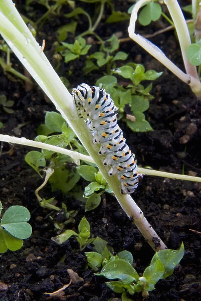 Papilio machaon larva (butterfly of the family Papilionidae)