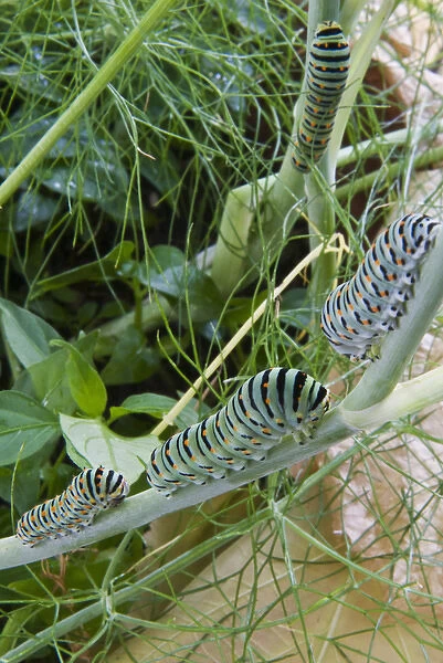 Papilio machaon larvae (butterfly of the family Papilionidae)