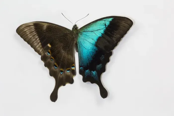Framed Print : Papilio pericles iridescence blue swallowtail butterfly