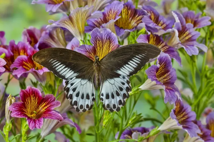 Framed Print : Papilio polymnestor tropical butterfly on painted tongue flowers Framed Print : Papilio polymnestor tropical butterfly on painted tongue flowers
