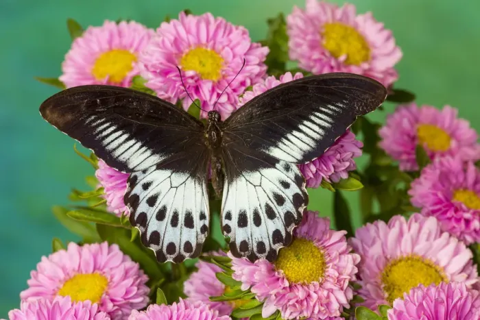 Framed Print : Papilio polymnestor, tropical butterfly on pink flowering mums