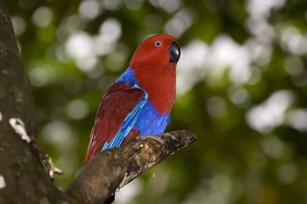 Papua New Guinea, Lae. Female Eclectus Parrot