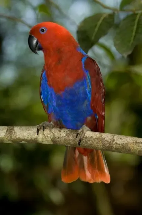 Framed Print : Papua New Guinea, Lae. Female Eclectus Parrot