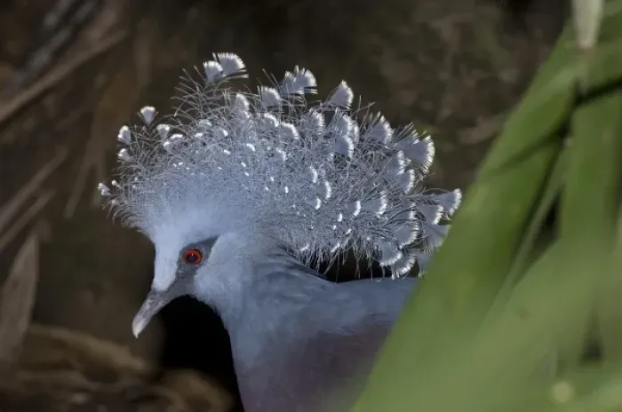 Framed Print : Papua New Guinea, Lae. Victoria Crowned Pigeon Framed Print : Papua New Guinea, Lae. Victoria Crowned Pigeon