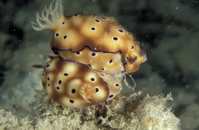 Framed Print : Papua New Guinea, mating Nudibranch (Chromodoris sp. )