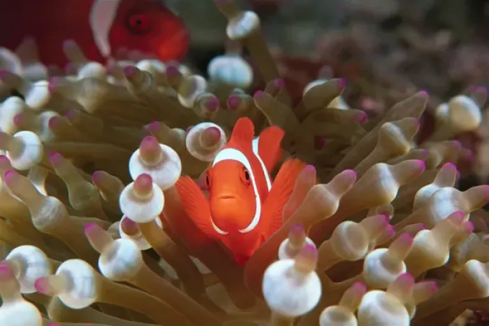 Framed Print : Papua New Guinea, Milne Bay, Spinecheek Anemonefish (Premnas biaculeatus)