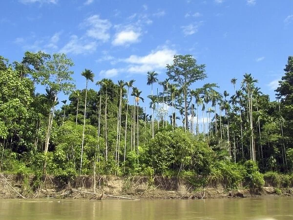 Papua New Guinea, Morobe Province. Betel Nut Palms on Watut River