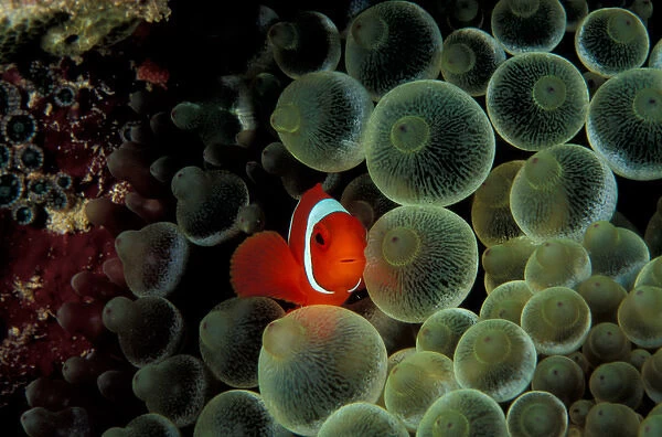 Papua New Guinea, Spine-cheek anemonefish (Premnus biaculeatus)