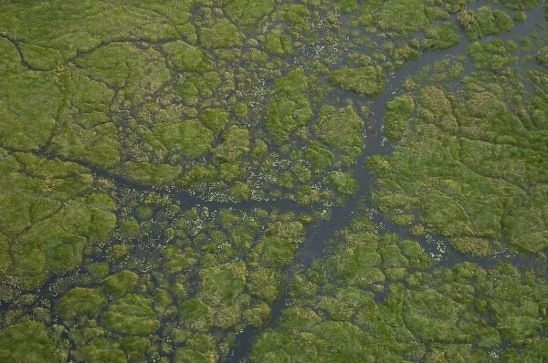 Papyrus swamps & channels. Okavango Delta, BOTSWANA. Southern Africa