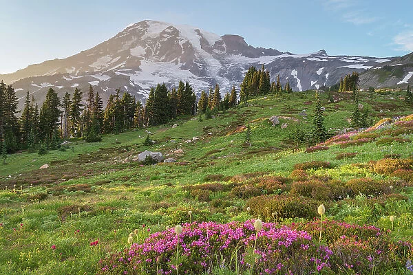 Paradise, wildflower meadow. Pink Mountain Heather is in the foreground. Mount Rainier National Park, Washington State