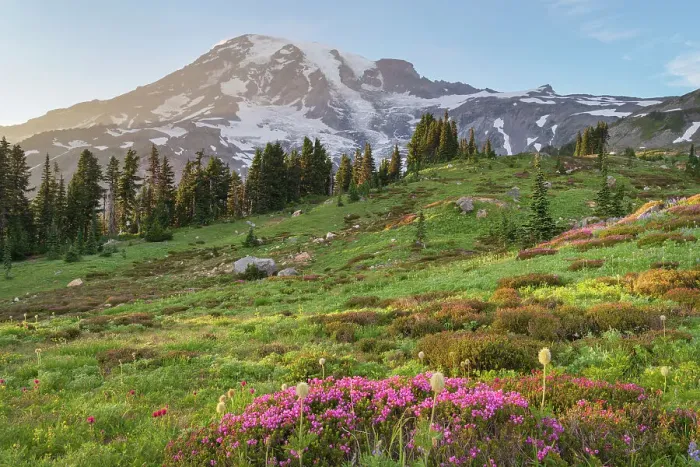 Framed Print : Paradise, wildflower meadow. Pink Mountain Heather is in the foreground. Mount Rainier National Park, Washington State Framed Print : Paradise, wildflower meadow. Pink Mountain Heather is in the foreground. Mount Rainier National Park, Washington State