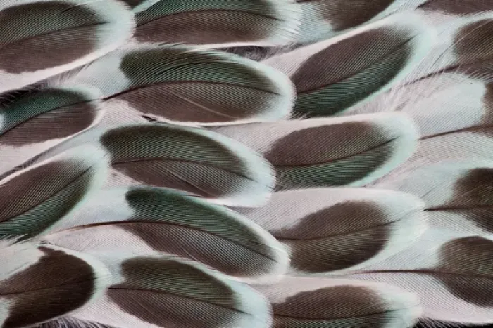 Framed Print : Parakeet wing feather design