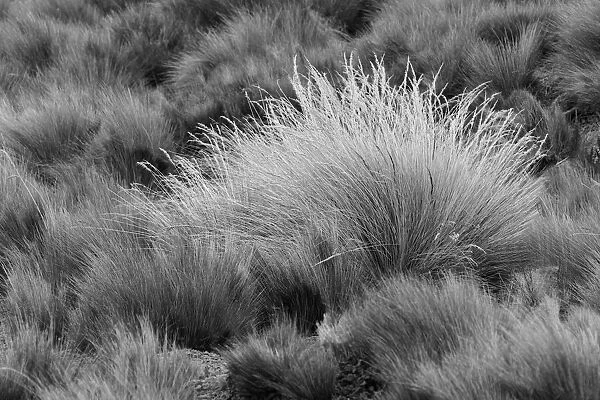 Paramo grass, Antisana Ecological Reserve, Ecuador