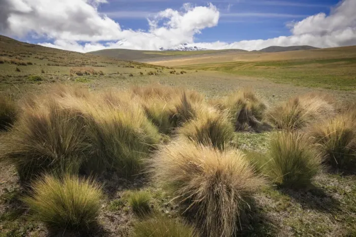 Framed Print : Paramo grass, Antisana Ecological Reserve, Ecuador Framed Print : Paramo grass, Antisana Ecological Reserve, Ecuador