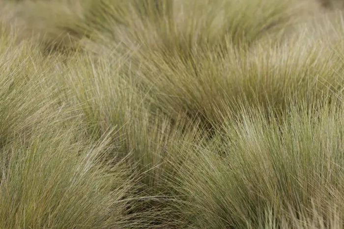 Framed Print : Paramo grass, Antisana Ecological Reserve, Ecuador Framed Print : Paramo grass, Antisana Ecological Reserve, Ecuador