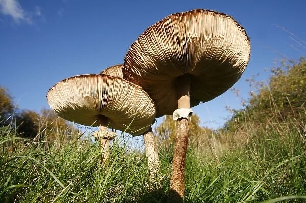 Parasol Fungus (Macrolepiota procera) in Grassland. England, UK