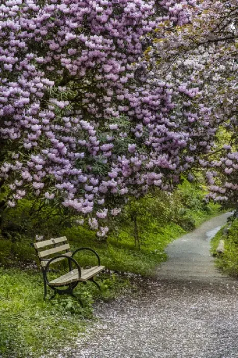 Framed Print : Park bench along trail with blooms at the Arboretum in Seattle, Washington, USA Framed Print : Park bench along trail with blooms at the Arboretum in Seattle, Washington, USA