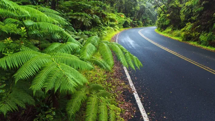 Framed Print : Park road through the fern forest, Hawaii Volcanoes National Park, Hawaii USA Framed Print : Park road through the fern forest, Hawaii Volcanoes National Park, Hawaii USA