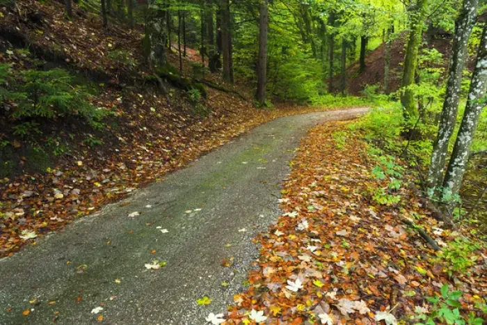 Framed Print : Park road through mixed forest, Plitvice Lakes National Park, Croatia
