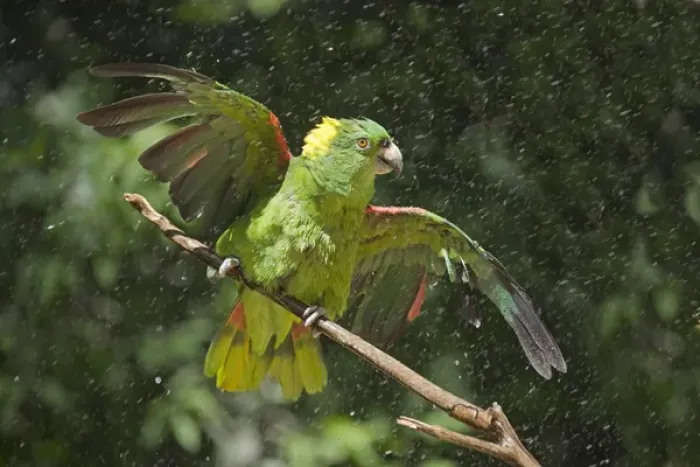 Framed Print : Parrot in the rain, Honduras Framed Print : Parrot in the rain, Honduras