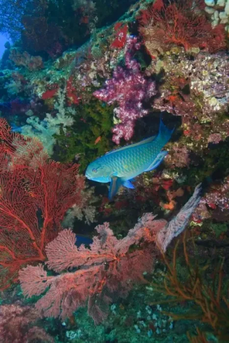 Framed Print : Parrotfish, Gorgonian Sea Fans, & soft corals, Bligh Water, Viti Levu, Fiji, South Framed Print : Parrotfish, Gorgonian Sea Fans, & soft corals, Bligh Water, Viti Levu, Fiji, South