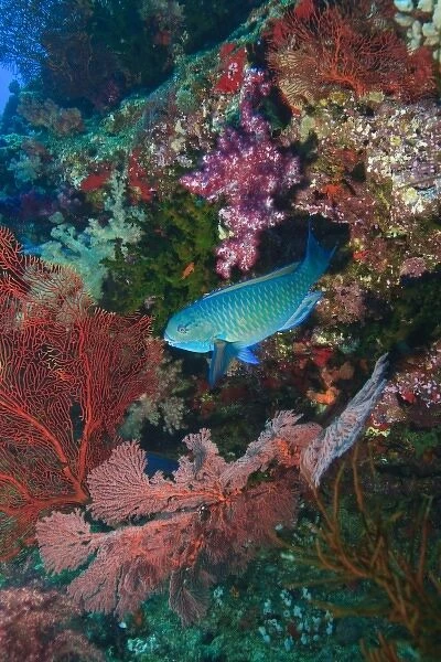 Parrotfish, Gorgonian Sea Fans, & soft corals, Bligh Water, Viti Levu, Fiji, South