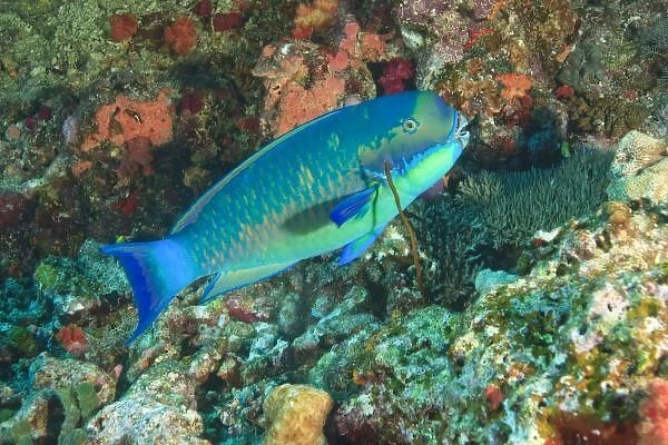 Parrotfish near Taveuni Island, Fiji, South Pacific