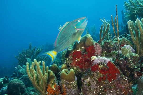 Parrotfish & Red Sponge (Mycale sp. ), Utila, Bay Islands, Honduras, Central America