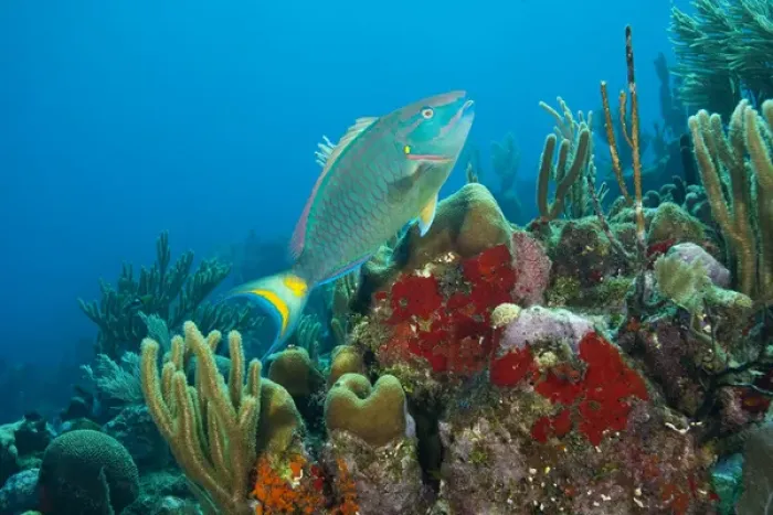 Framed Print : Parrotfish & Red Sponge (Mycale sp. ), Utila, Bay Islands, Honduras, Central America Framed Print : Parrotfish & Red Sponge (Mycale sp. ), Utila, Bay Islands, Honduras, Central America