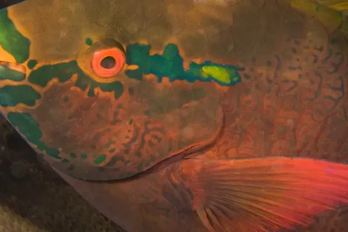 Framed Print : Parrotfish (Scarus sp. ) asleep at night, scuba diving at night at Koh Bon Bay, Similan