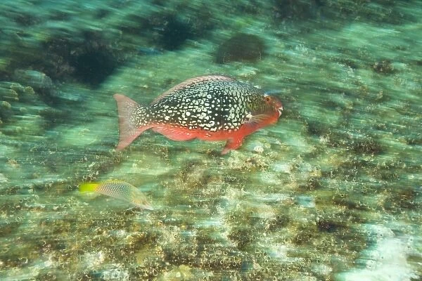 Parrotfish, scuba diving at Richelieu Rock, Mu Koh Surin National Marine Park, just