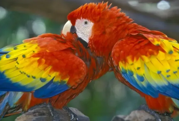 Framed Print : Two Parrots preening at the Xcaret Tourist Destination near Playa de Carmen and Playa de Cozumel