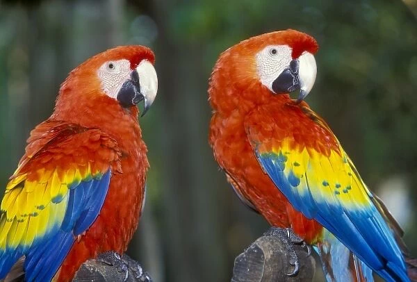 Two Parrots at the Xcaret Tourist Destination near Playa de Carmen and Playa de Cozumel