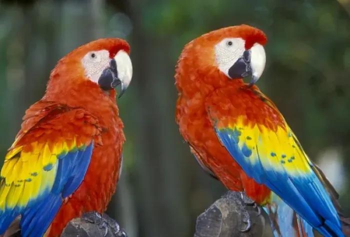 Framed Print : Two Parrots at the Xcaret Tourist Destination near Playa de Carmen and Playa de Cozumel Framed Print : Two Parrots at the Xcaret Tourist Destination near Playa de Carmen and Playa de Cozumel