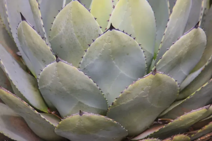 Framed Print : Parrys agave or mescal agave Framed Print : Parrys agave or mescal agave