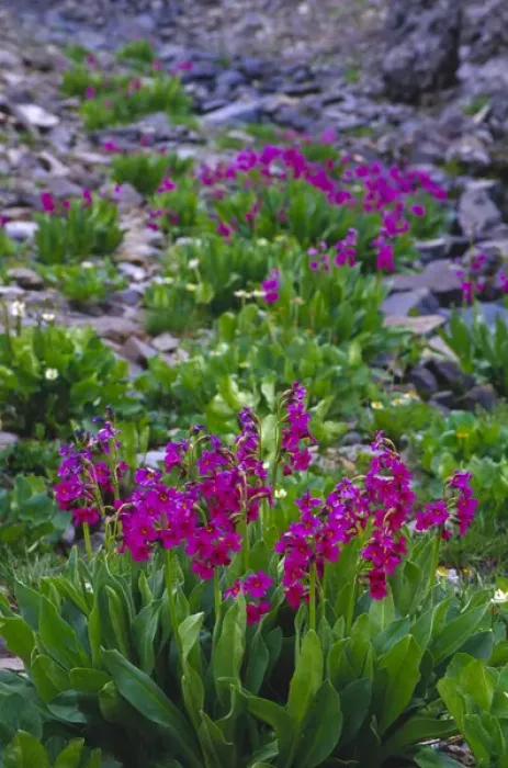 Framed Print : Parrys Primrose (Primulaceae) along Imogene Pass in Colorado Framed Print : Parrys Primrose (Primulaceae) along Imogene Pass in Colorado