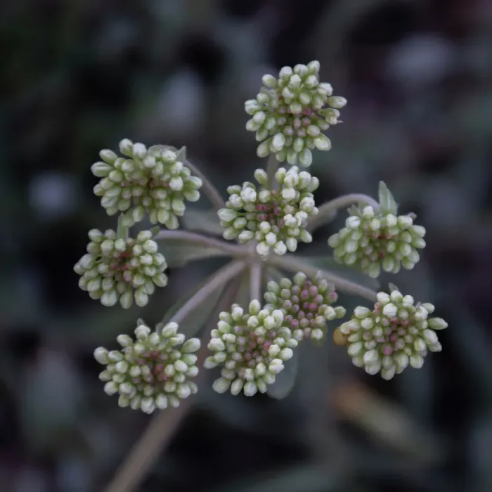 Framed Print : Parsnip flower buckwheat, Signal Mountain, Grand Teton National Park, Wyoming, USA Framed Print : Parsnip flower buckwheat, Signal Mountain, Grand Teton National Park, Wyoming, USA
