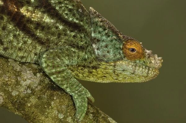 Parsons chameleon (Calumma parsonii parsonii) eastern rain forests from Ranomafana