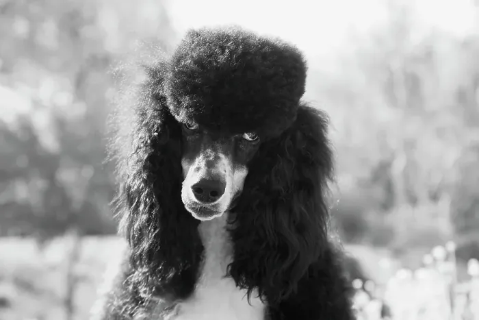 Framed Print : Parti poodle Framed Print : Parti poodle