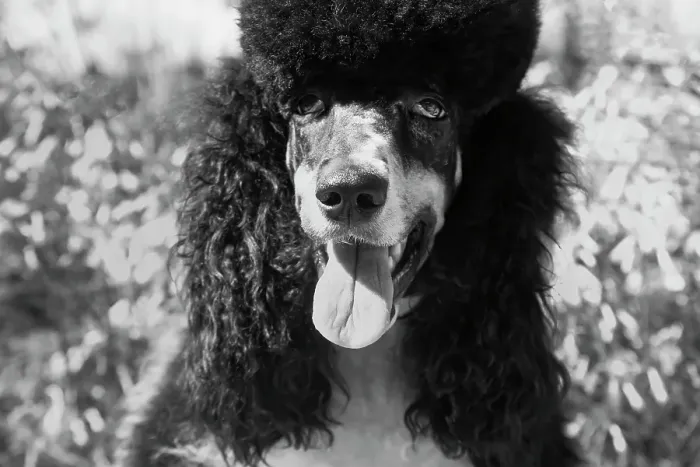 Framed Print : Parti poodle Framed Print : Parti poodle