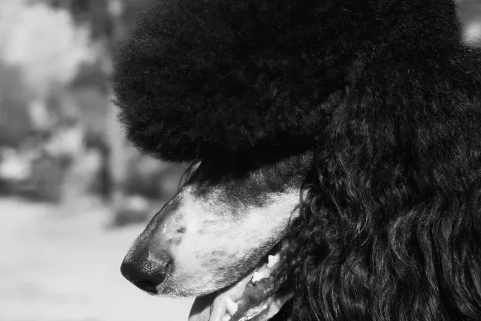 Framed Print : Parti poodle Framed Print : Parti poodle