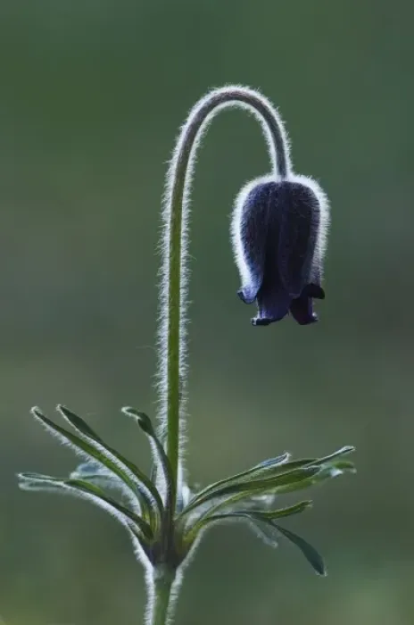 Framed Print : Pasque Flower, Pulsatilla pratensis, blossom, National Park Lake Neusiedl, Burgenland Framed Print : Pasque Flower, Pulsatilla pratensis, blossom, National Park Lake Neusiedl, Burgenland