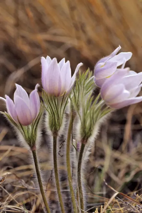 Framed Print : Pasque Flowers